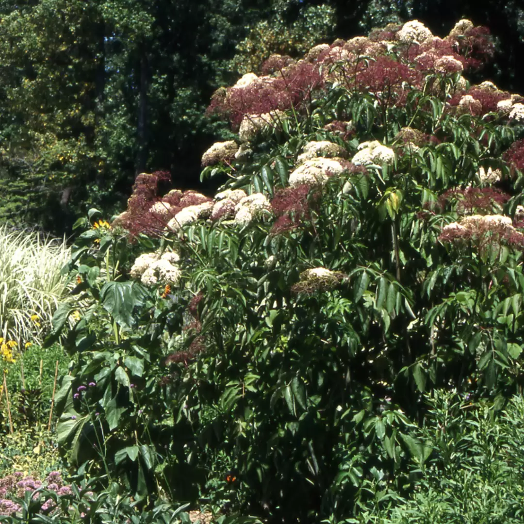 Adams Sambucus blooming in a garden bed